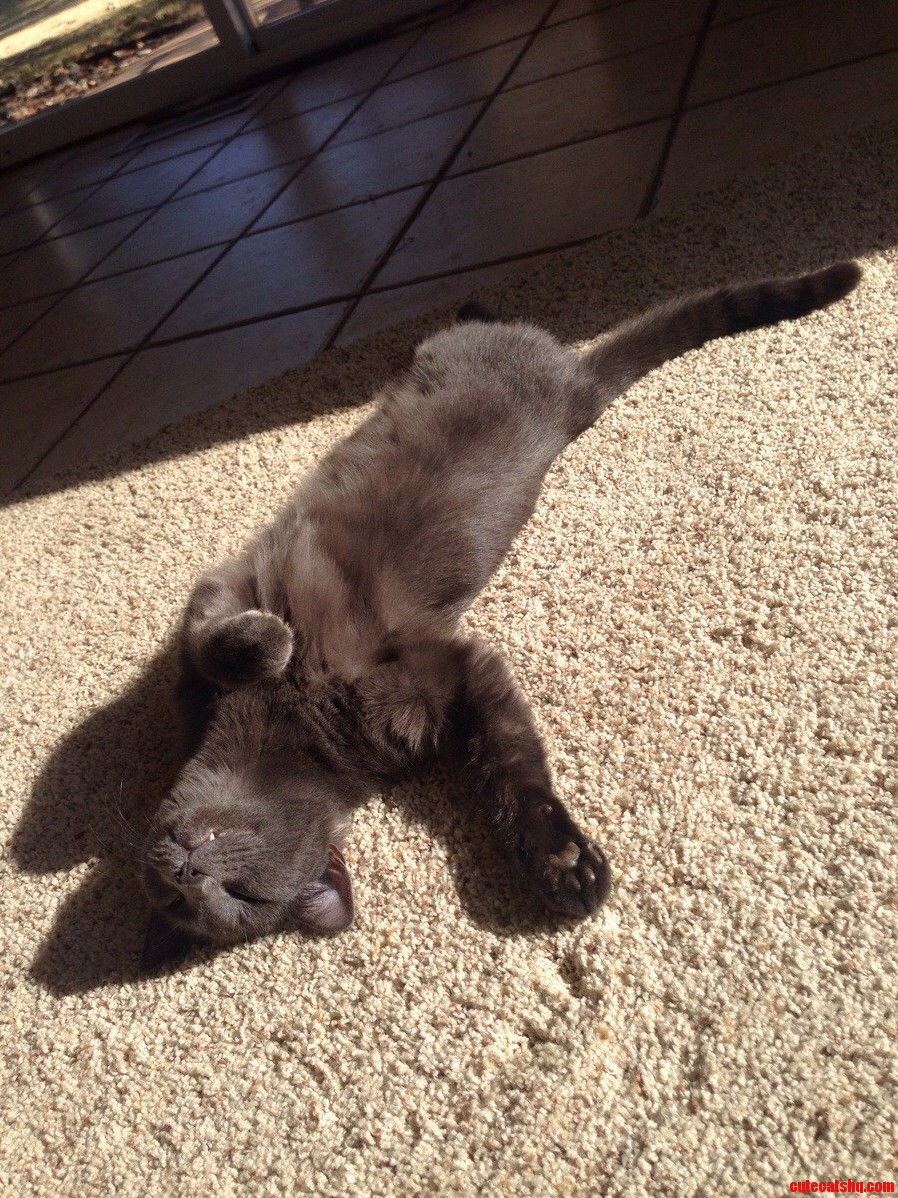 My Girlfriends Cat Loves the Sun.
