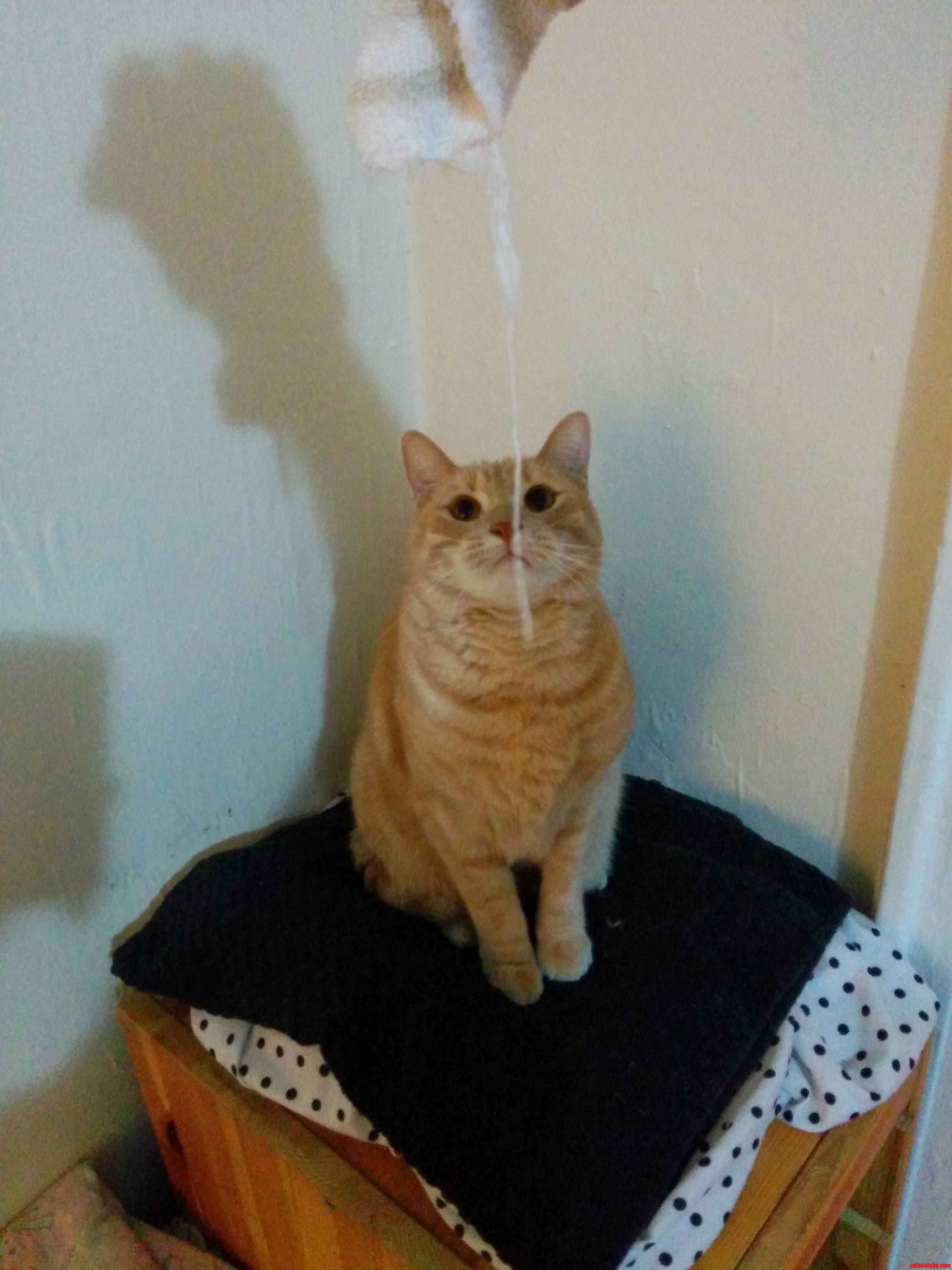 My Girlfriends Cat Seems to Like Washcloths...