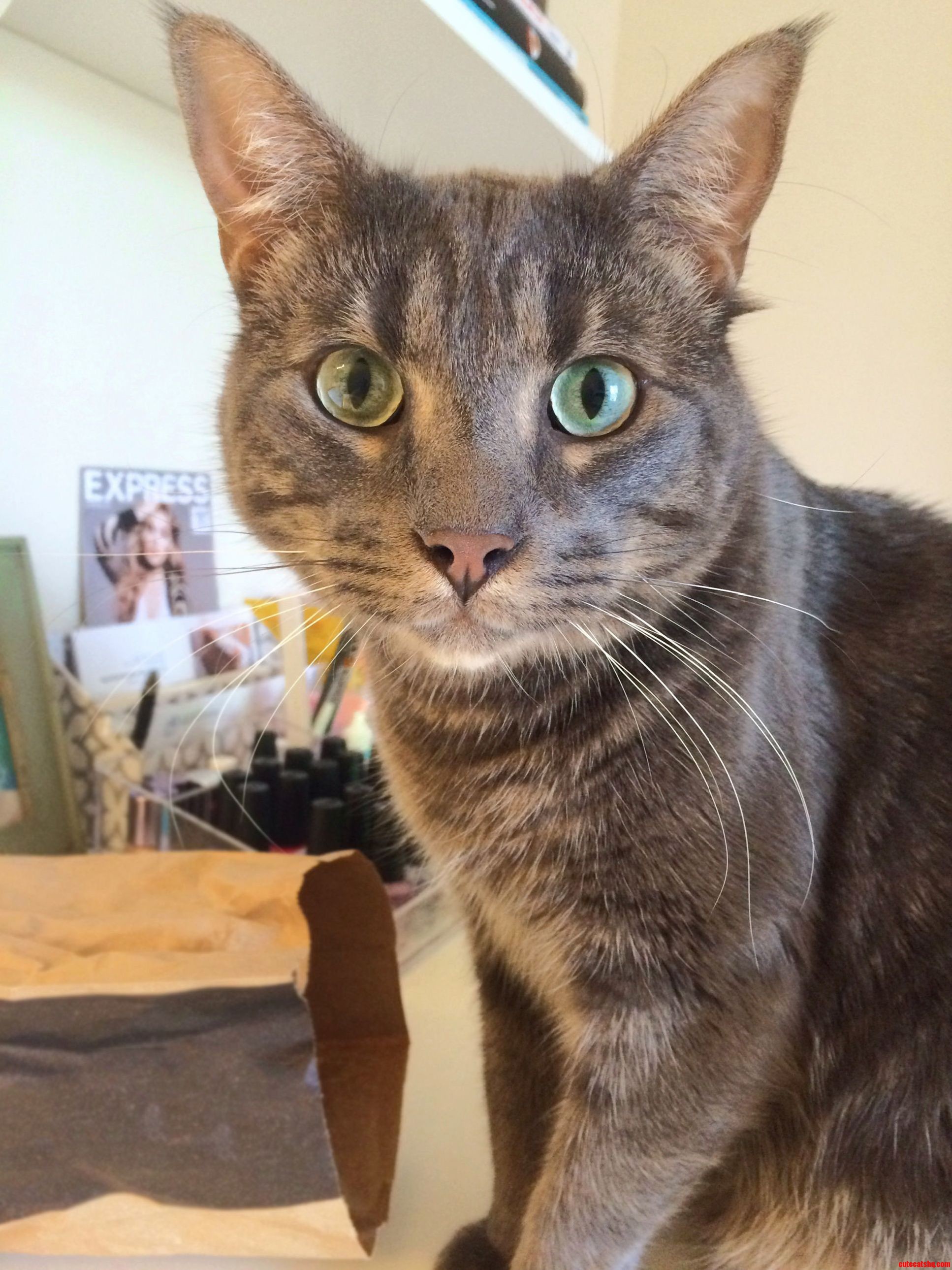 My Green-eyed Pink-nosed Boy.