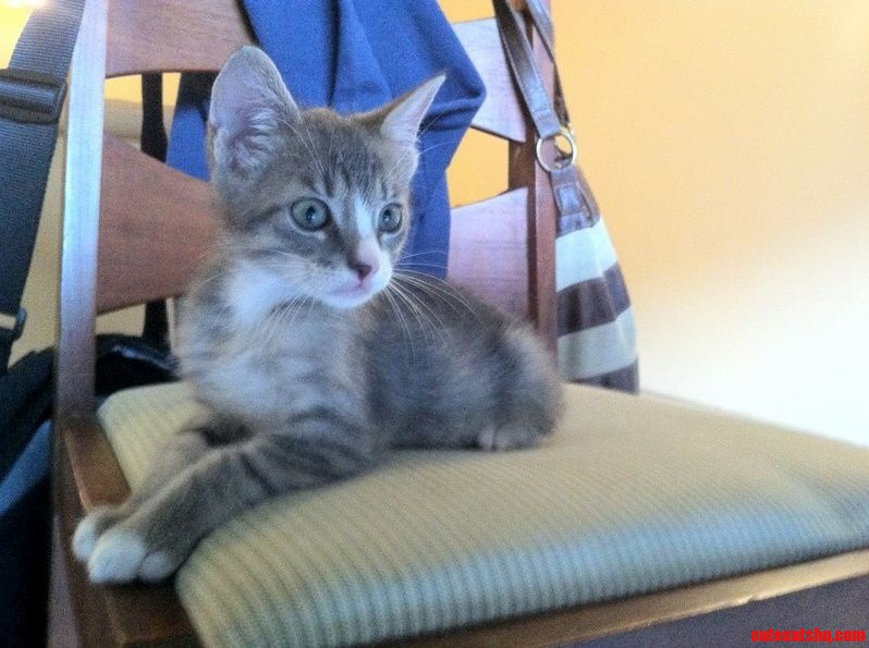 My Kitten at 6 Weeks. Look at Those Big Ears