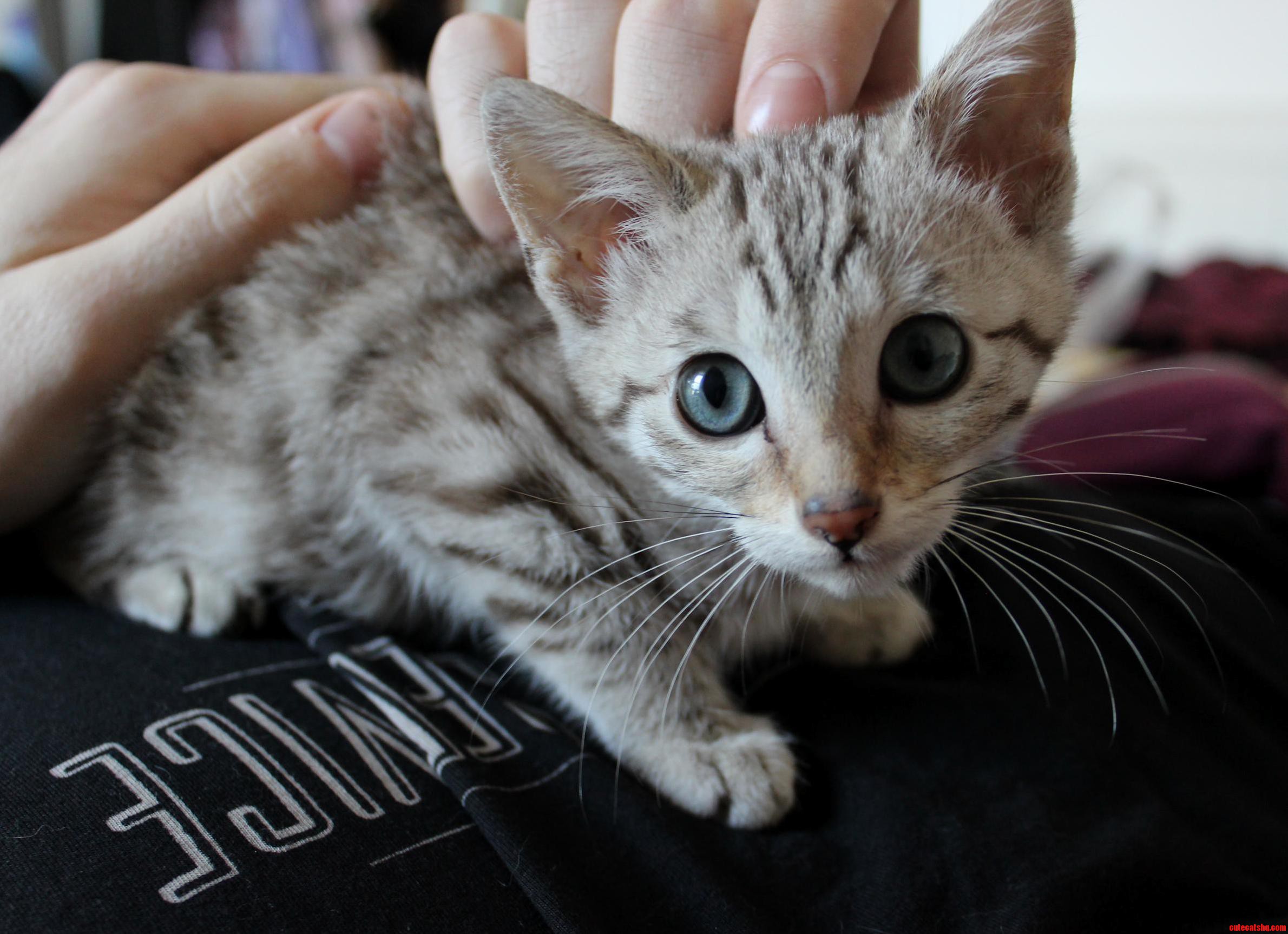 My Kitten Aurora Is So Photogenic