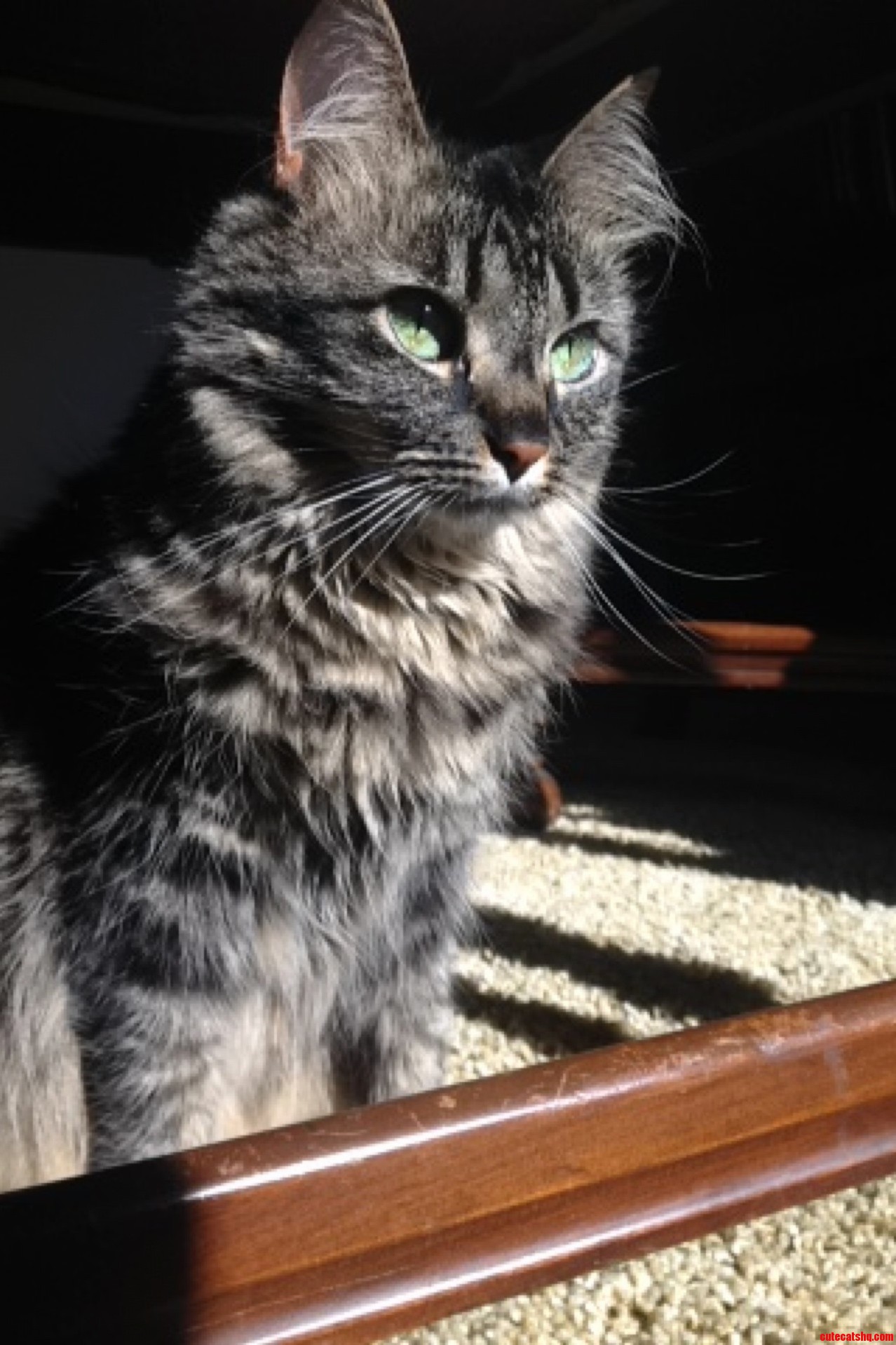 My Kitty Margot Basking
