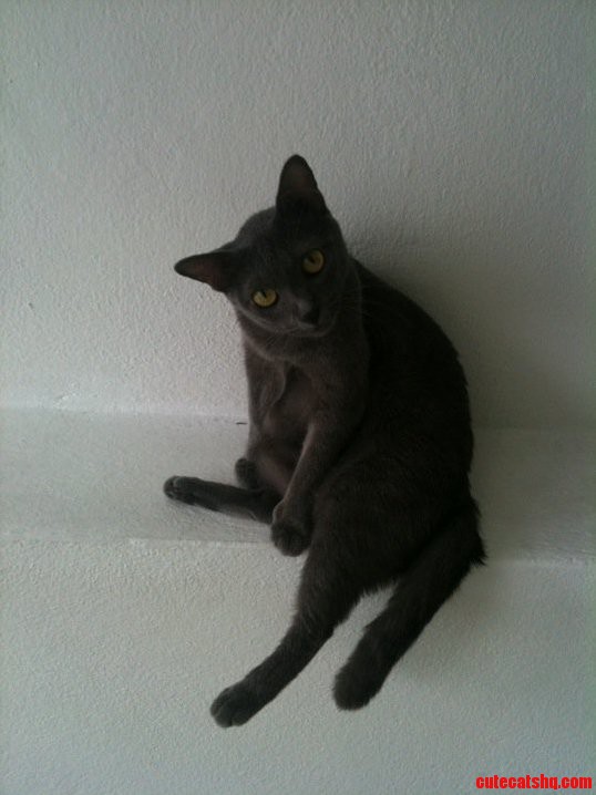 My Korat Giving Us Her Best Supermodel Pose