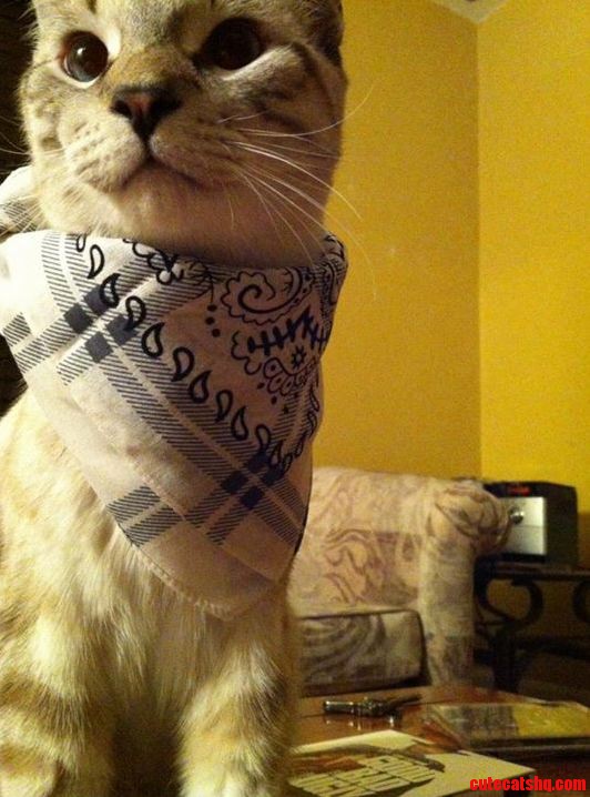 My Little Bandit Duke.