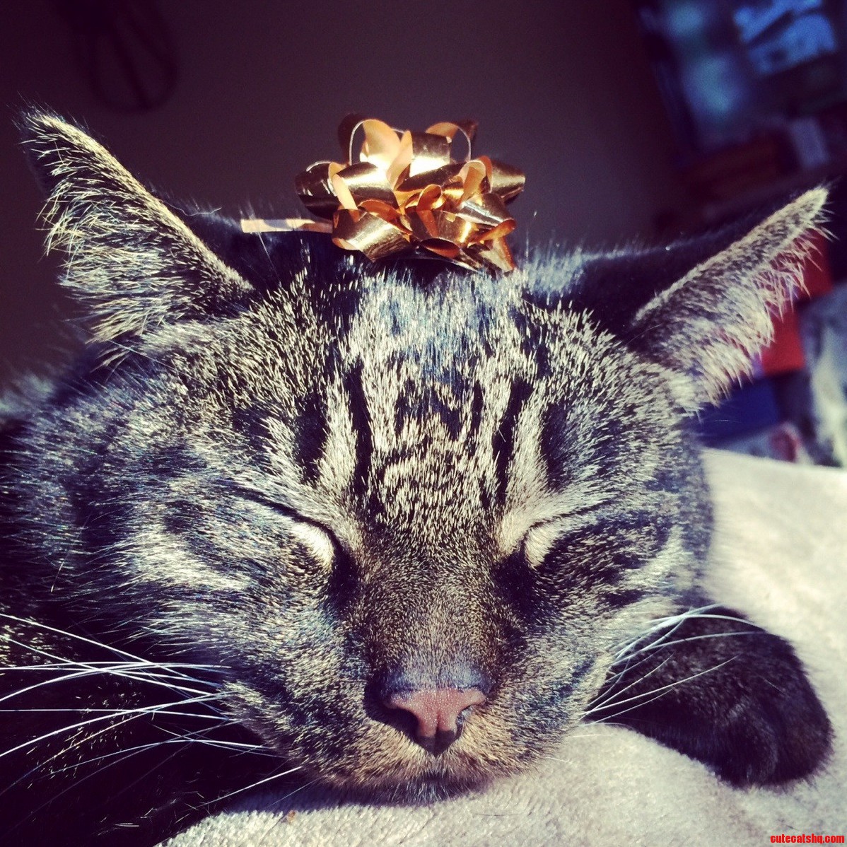 My Little Christmas Kitty