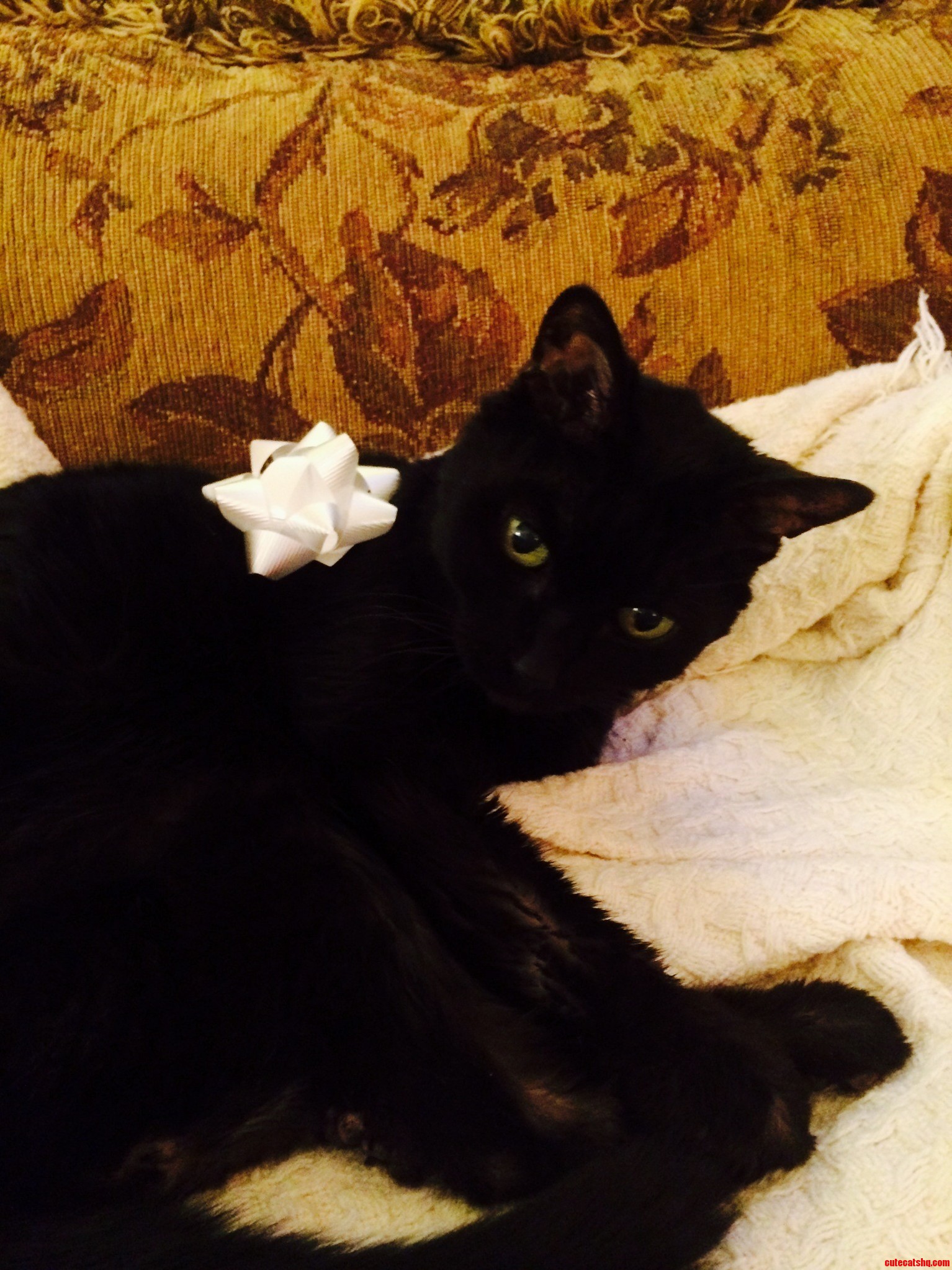My Little Girl Celebrating Her 19th Christmas