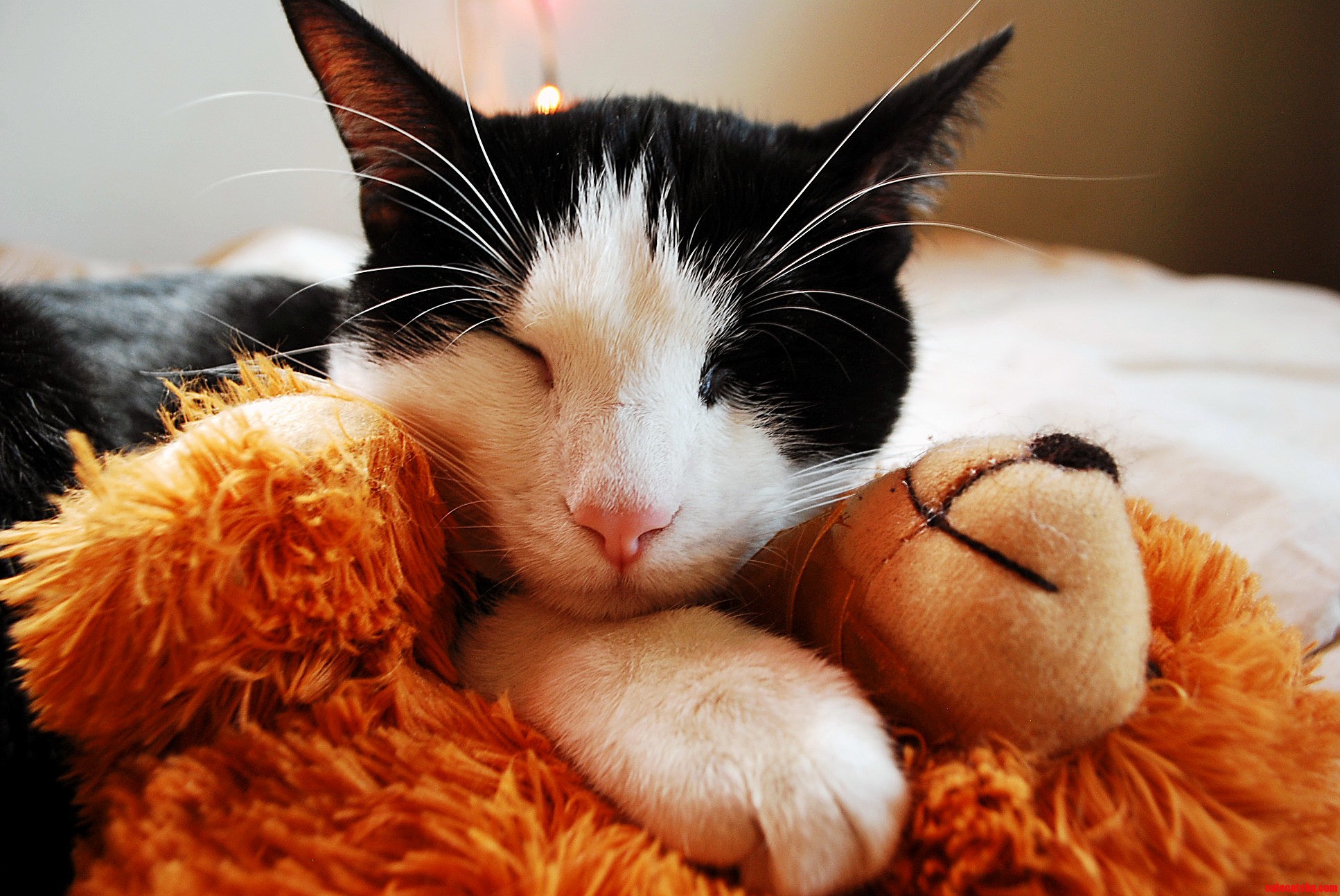 My Little Girl Sushi Loves Cuddling Her Bear.