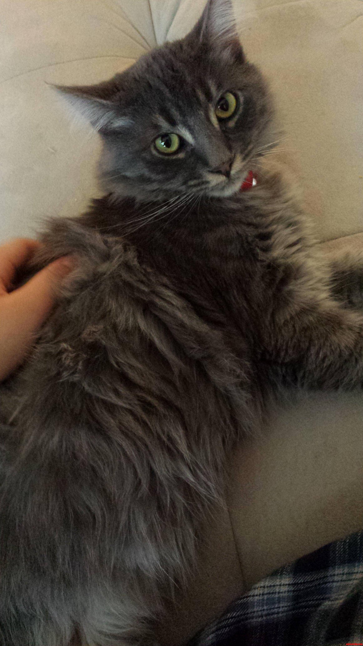 My Little Kitty Is Getting Pretty Fluffy