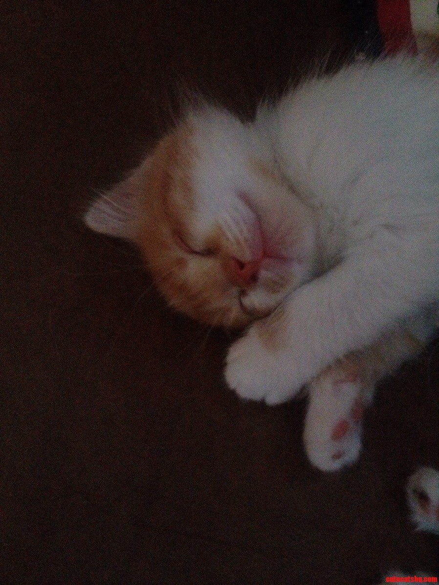 My Little Man All Wore Out.