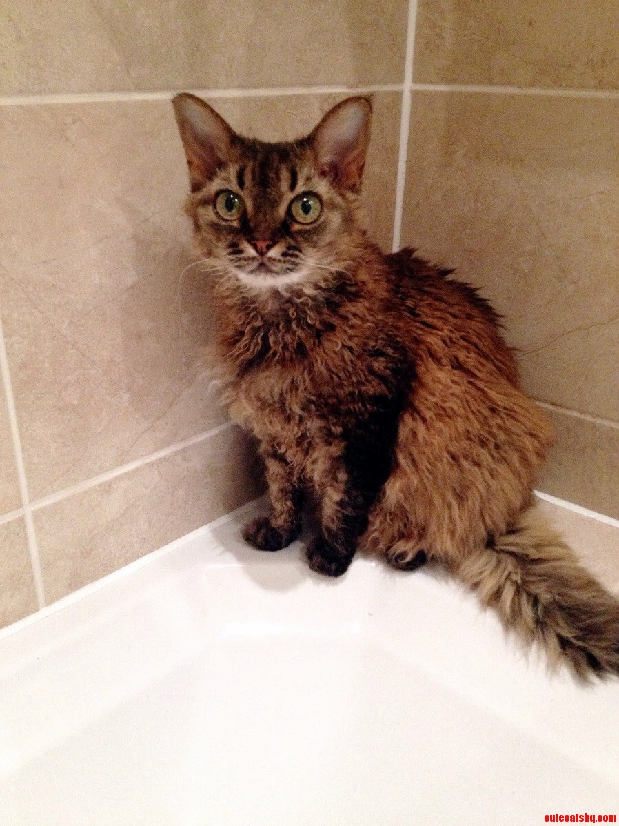 My Long Haired Devon Rex Phoenix