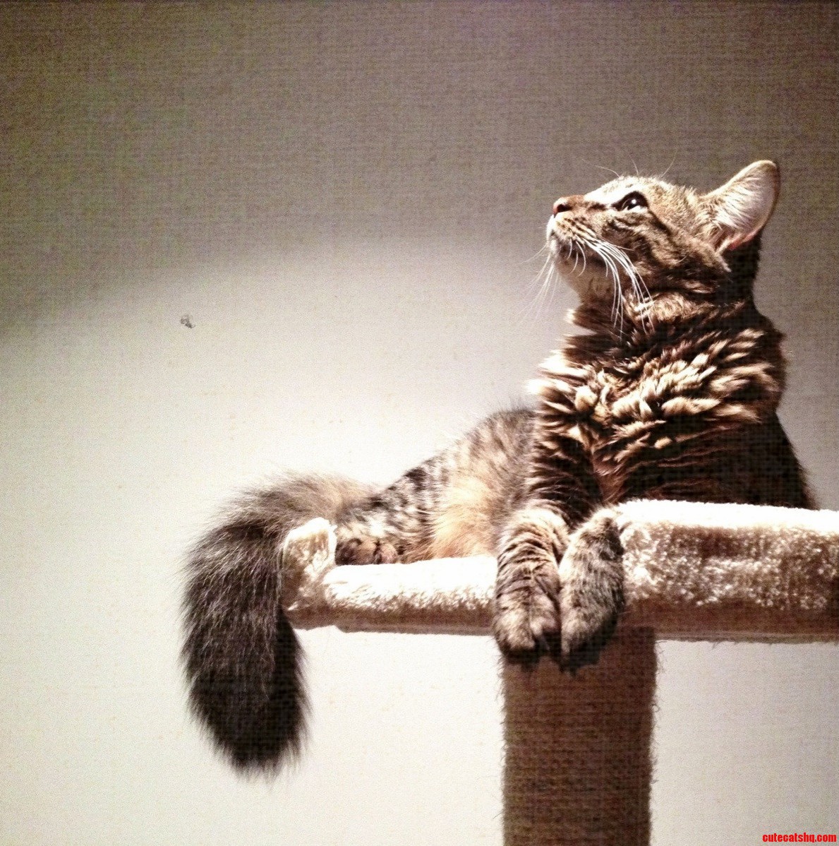 My Maine Coon Cat Sansa Looking Regal on Her Perch