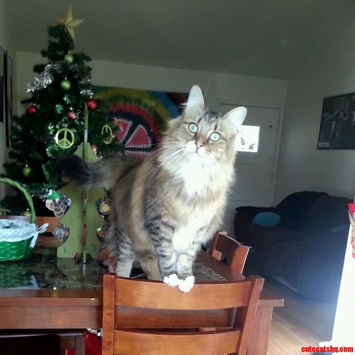 My Majestic Cat