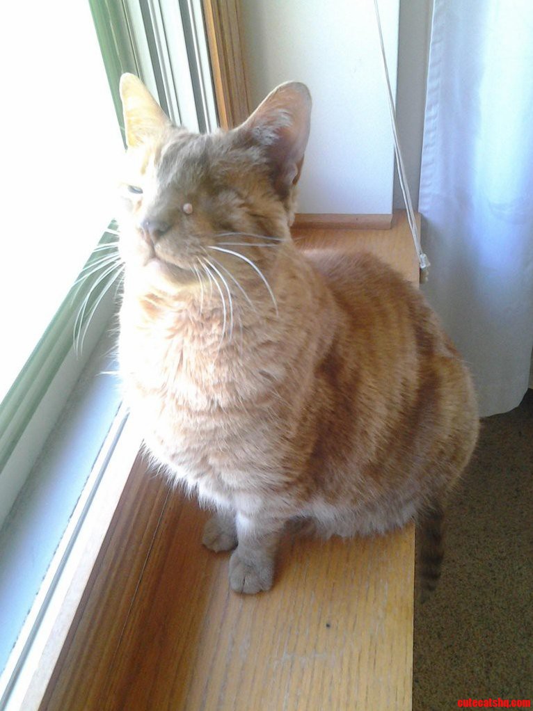 My Majestic One-eyed Kitty.