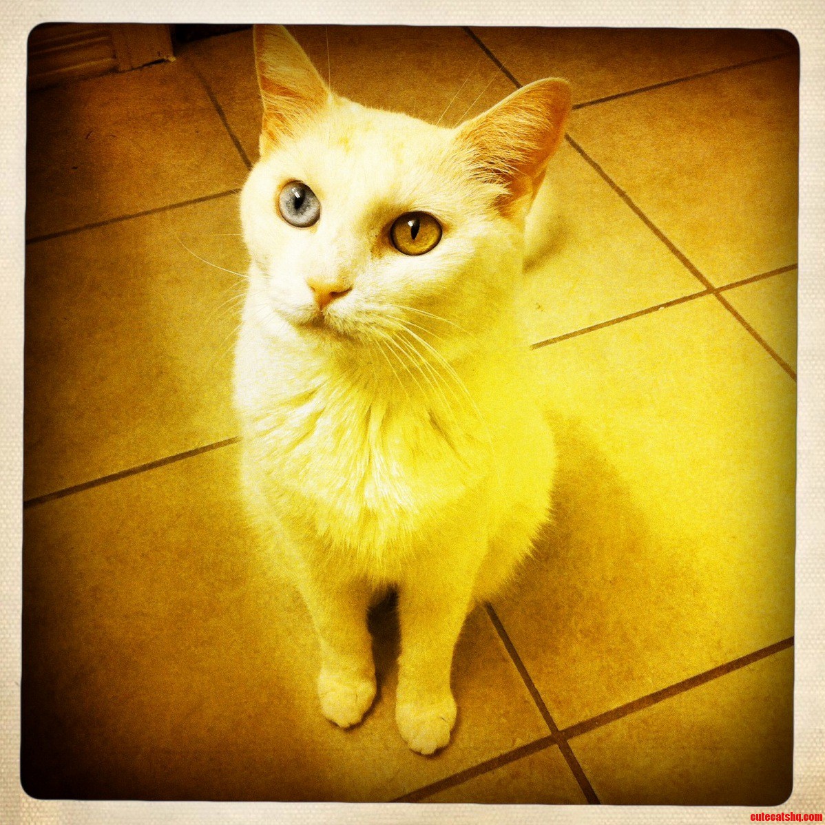 My Mina and Her Gorgeous Eyes. She Is the Serious One in the House.