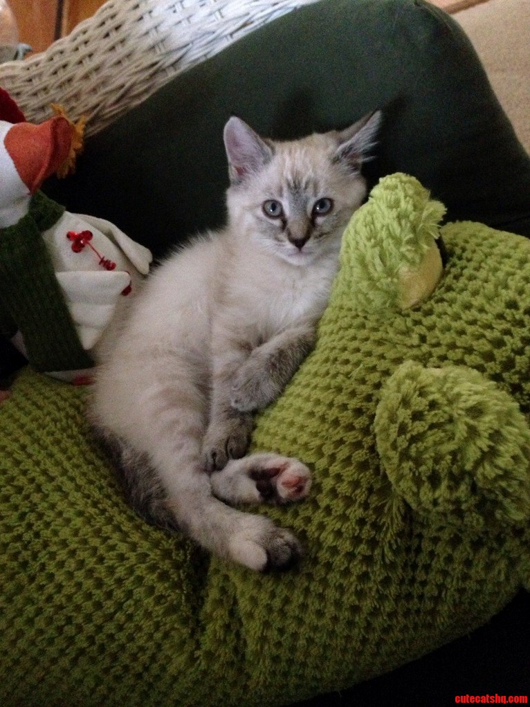 My New Baby Anastasia.