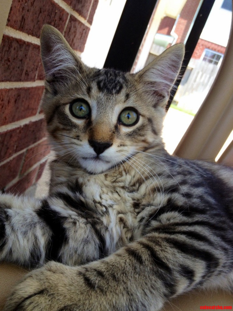 My Old Extremely Photogenic Cat.