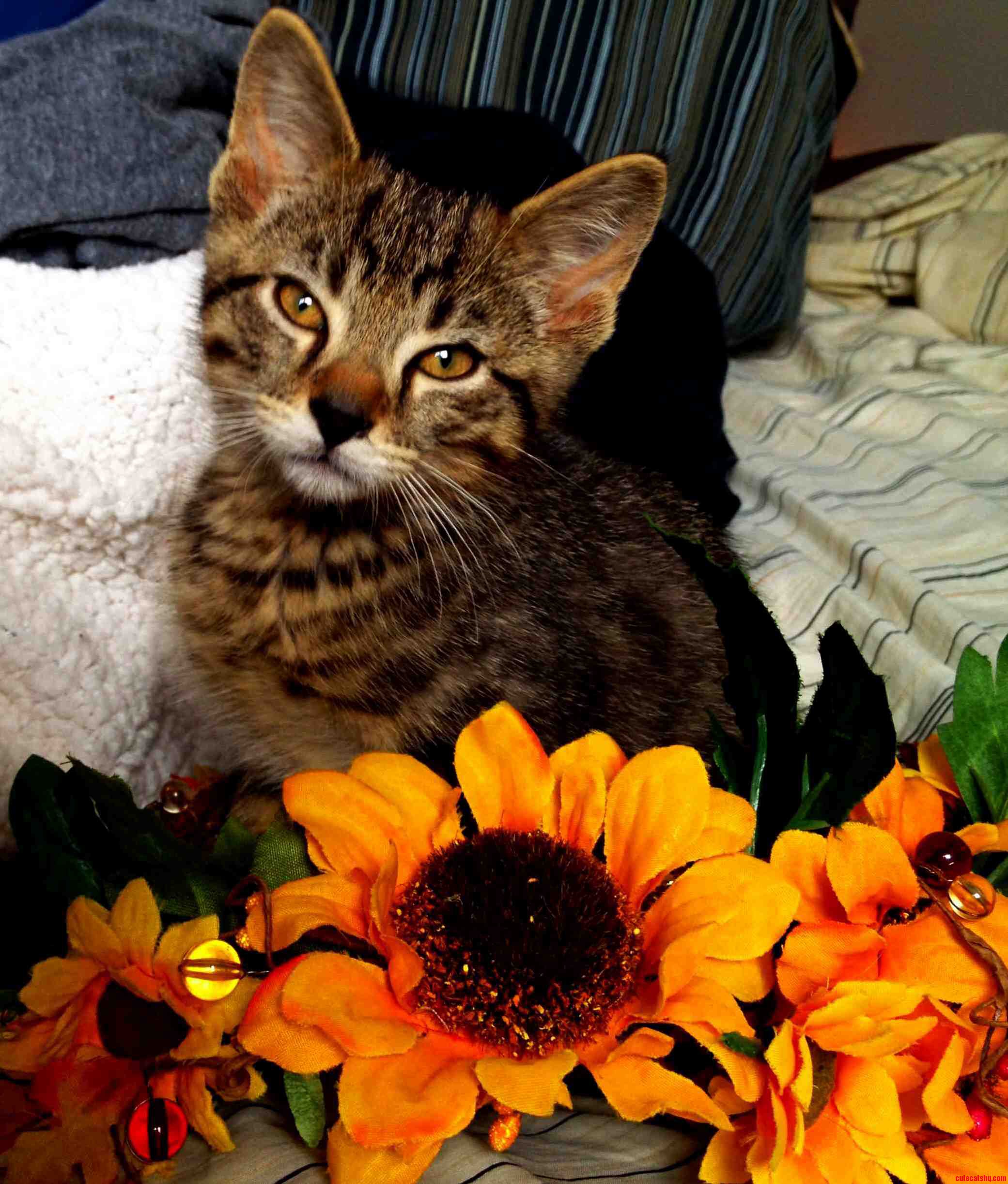 My Old Roommates Kitten. Im Still Devising Ways to Steal Him.