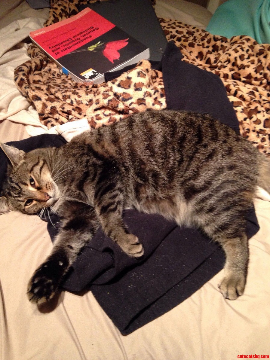 My Other Kitty Furby. He Had a Little Too Much Cat Nip. I Love This Fur Ball.