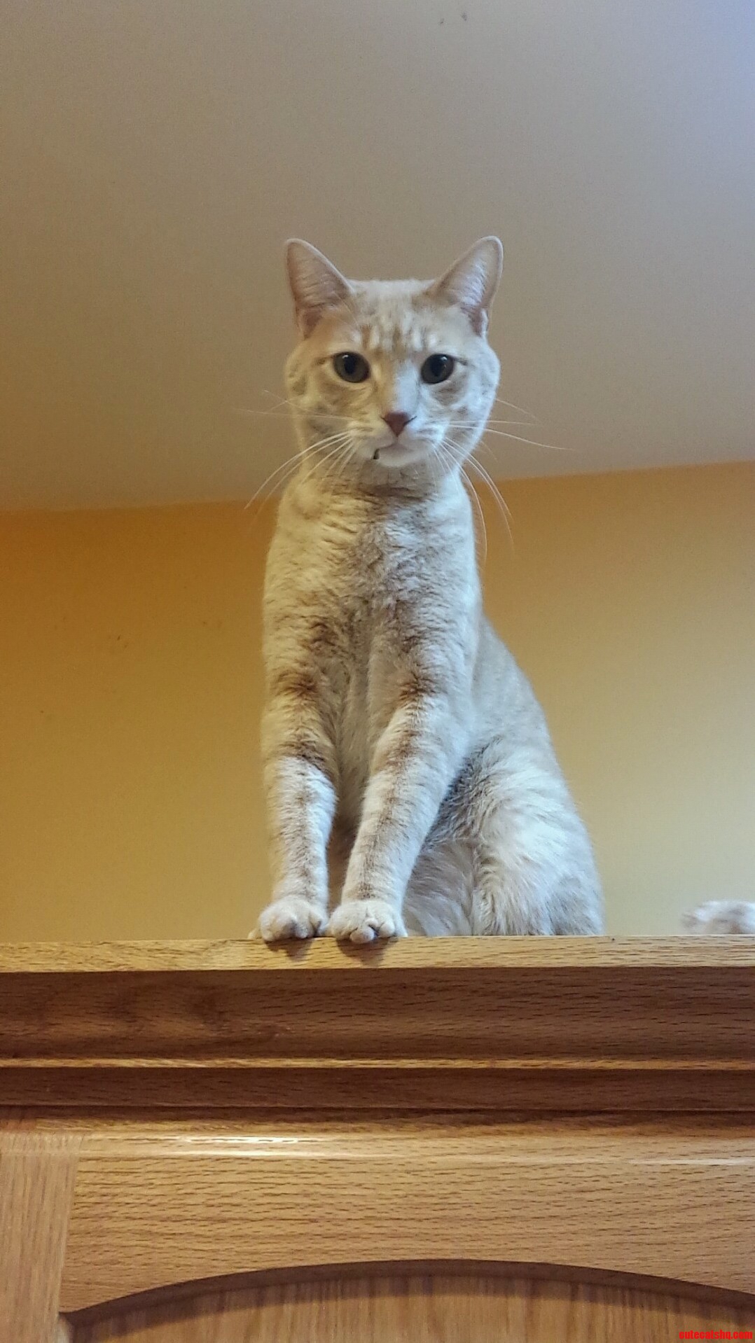 My Parents Cat Likes to Climb on Top of the Kitchen Cabinets. Meet Lincoln.