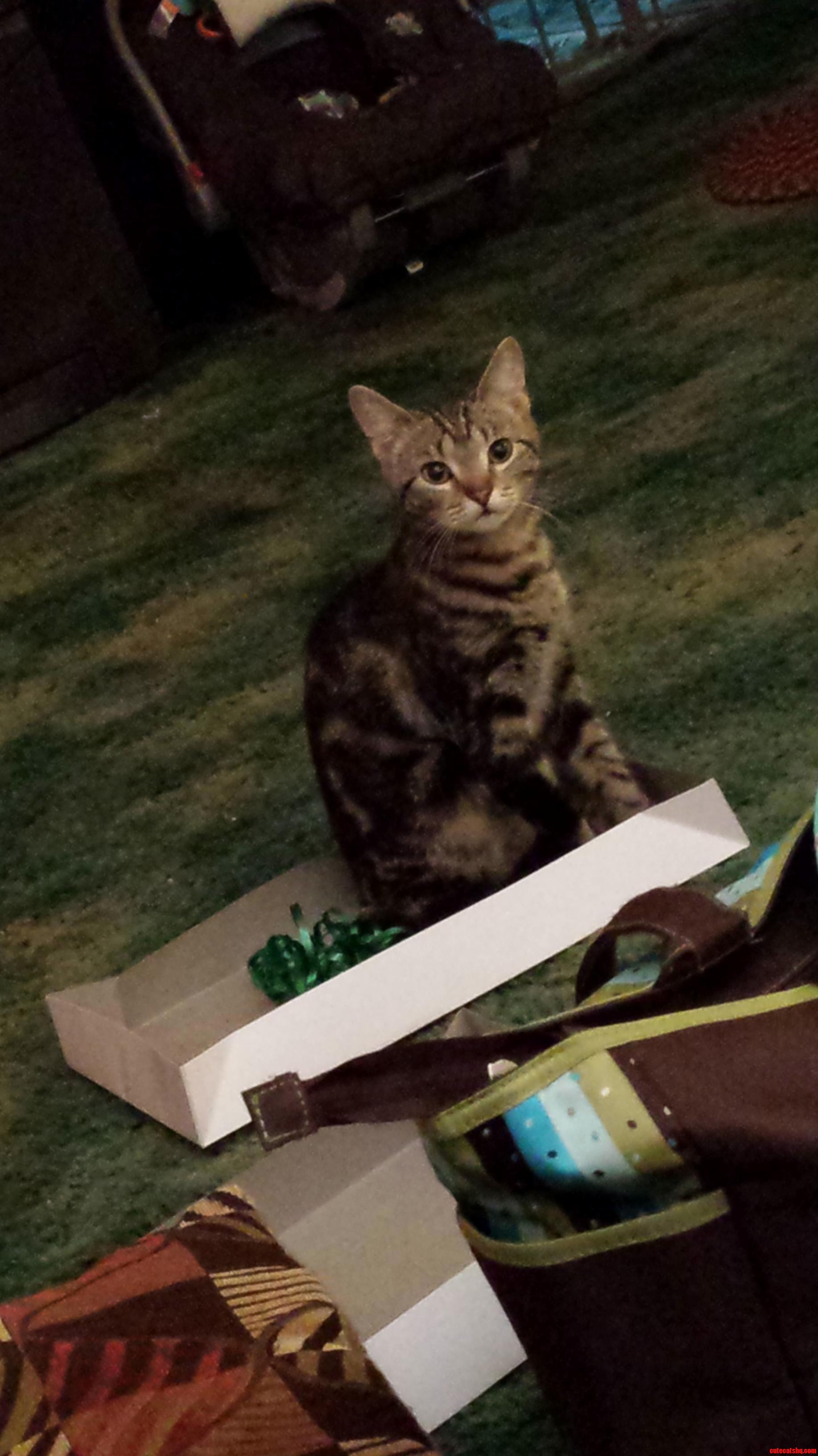My Parents Kitten Doing What Every Cat Loves to Do on Christmas.