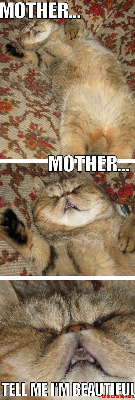 My Partner Sent Me a Few Funny Pictures of His Cat Sleeping It Was Just Too Funny to Pass Up.