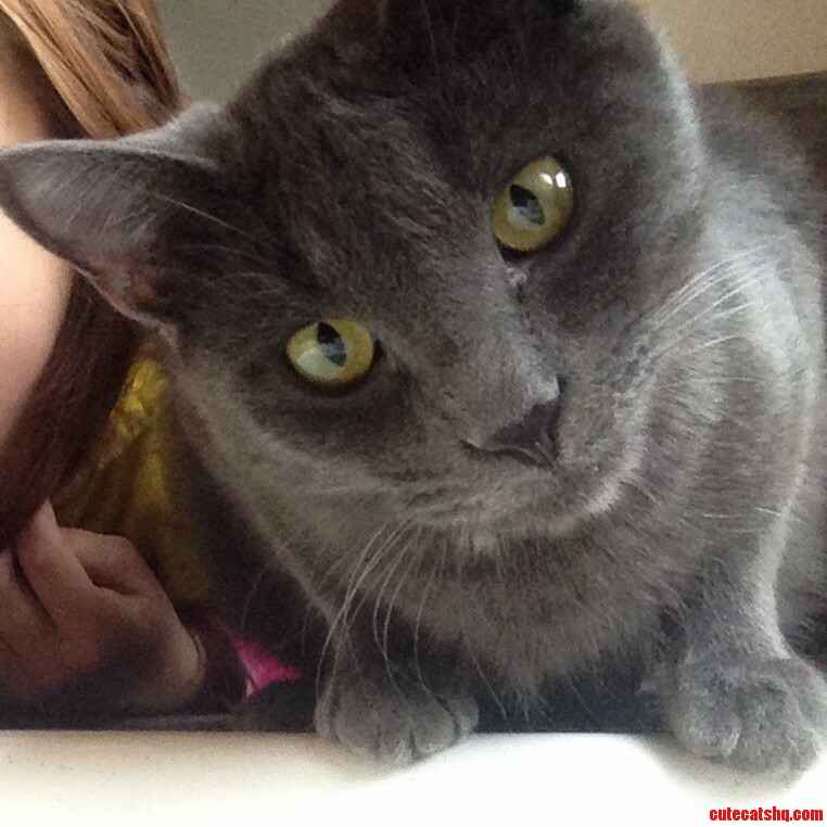 My Phone Interested My Cat As I Tried to Catch a Selfie with Him