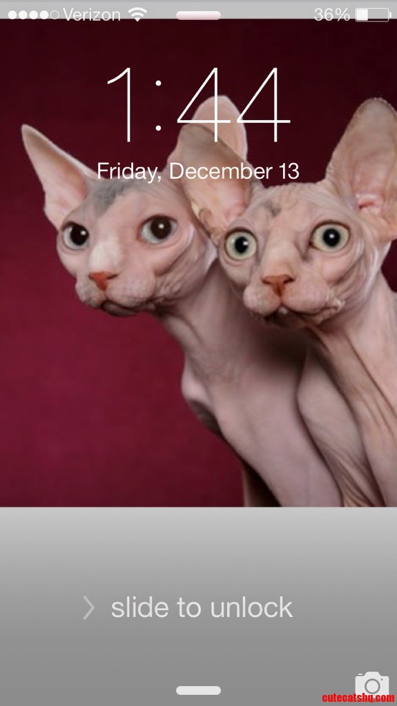 My Phone Wallpaper. Always Cheers Me Up.