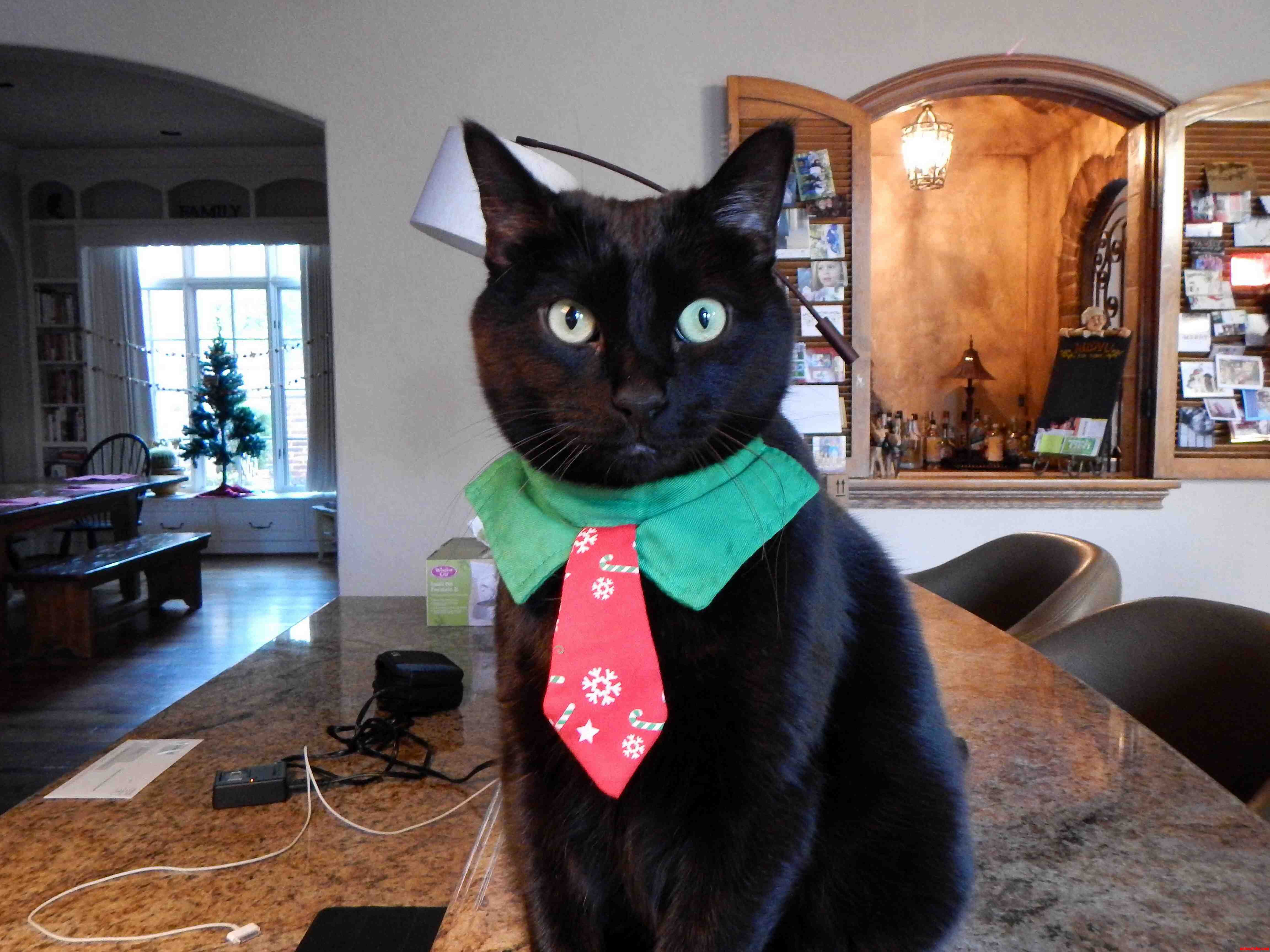 My Pretty Business Cat Kitty X-post from Raww