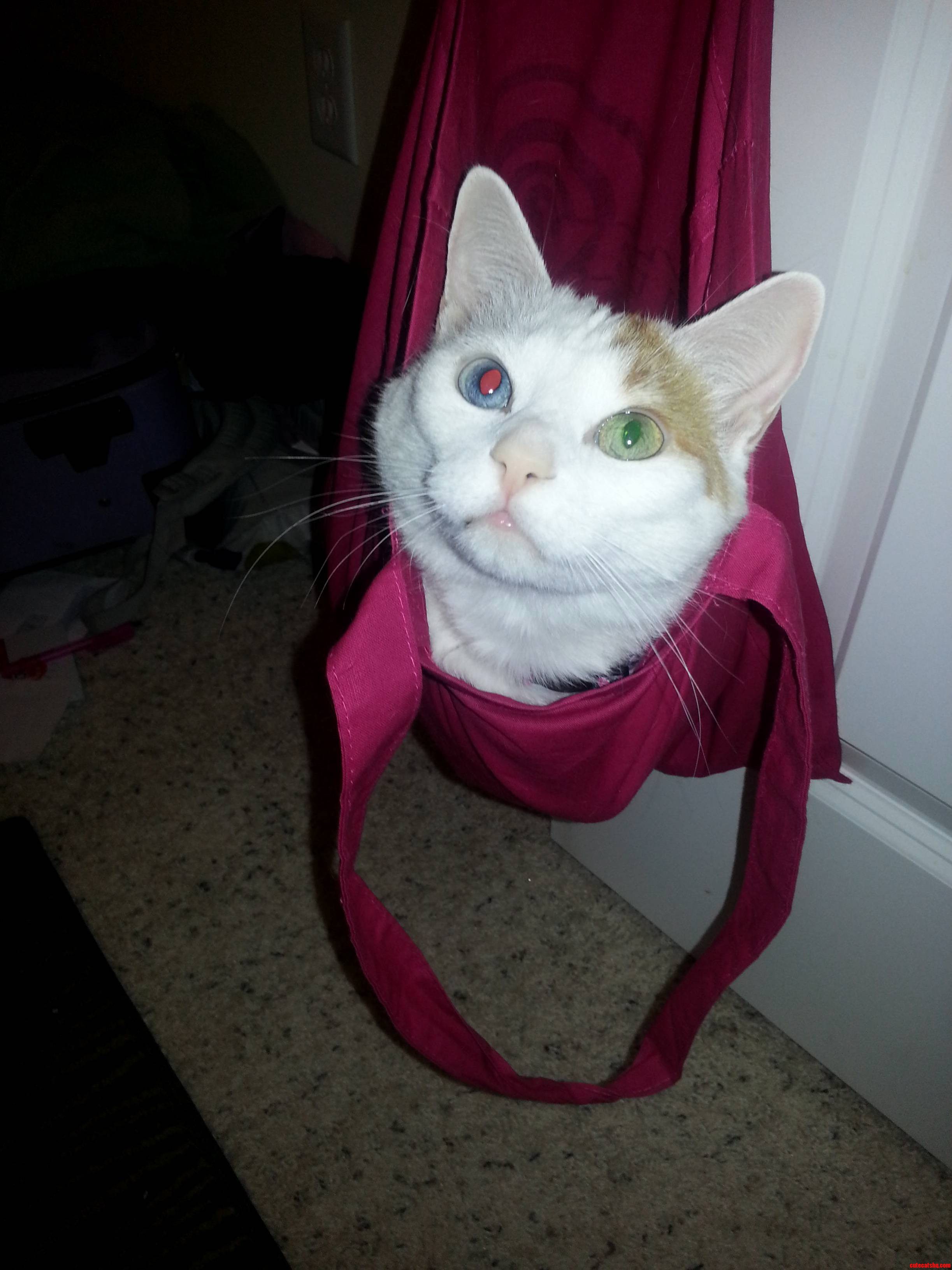 My Pretty Heterogeneous-eyed Cat Just Hanging Around
