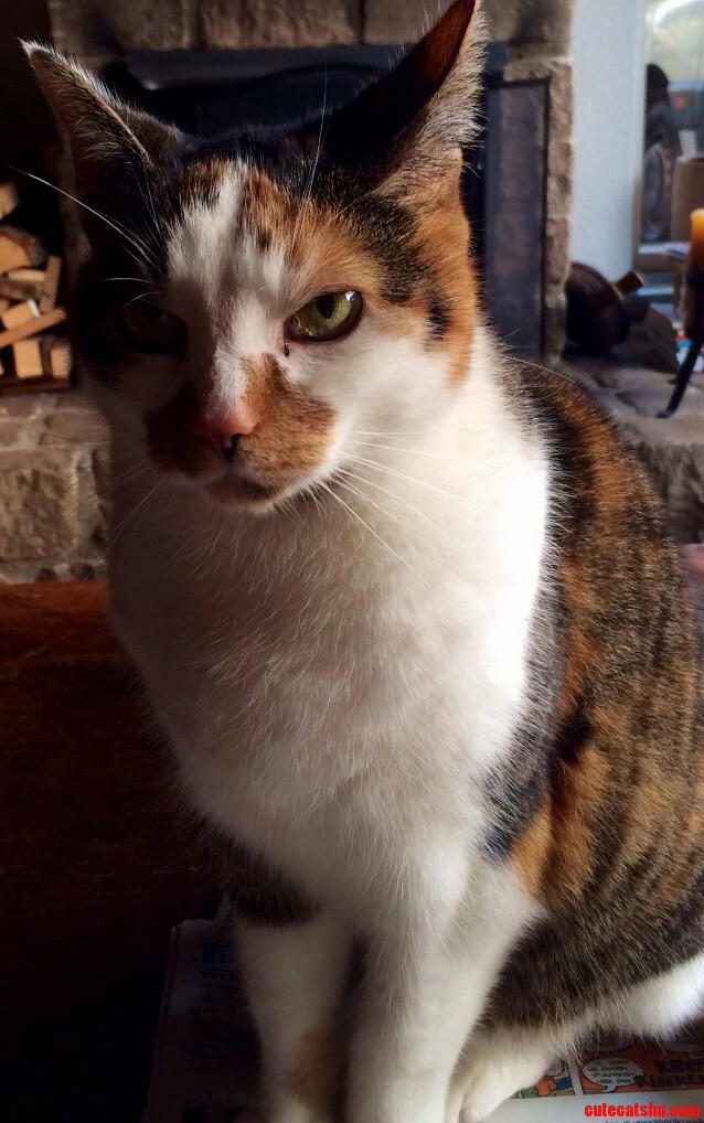 My Pretty Kitty Bindi