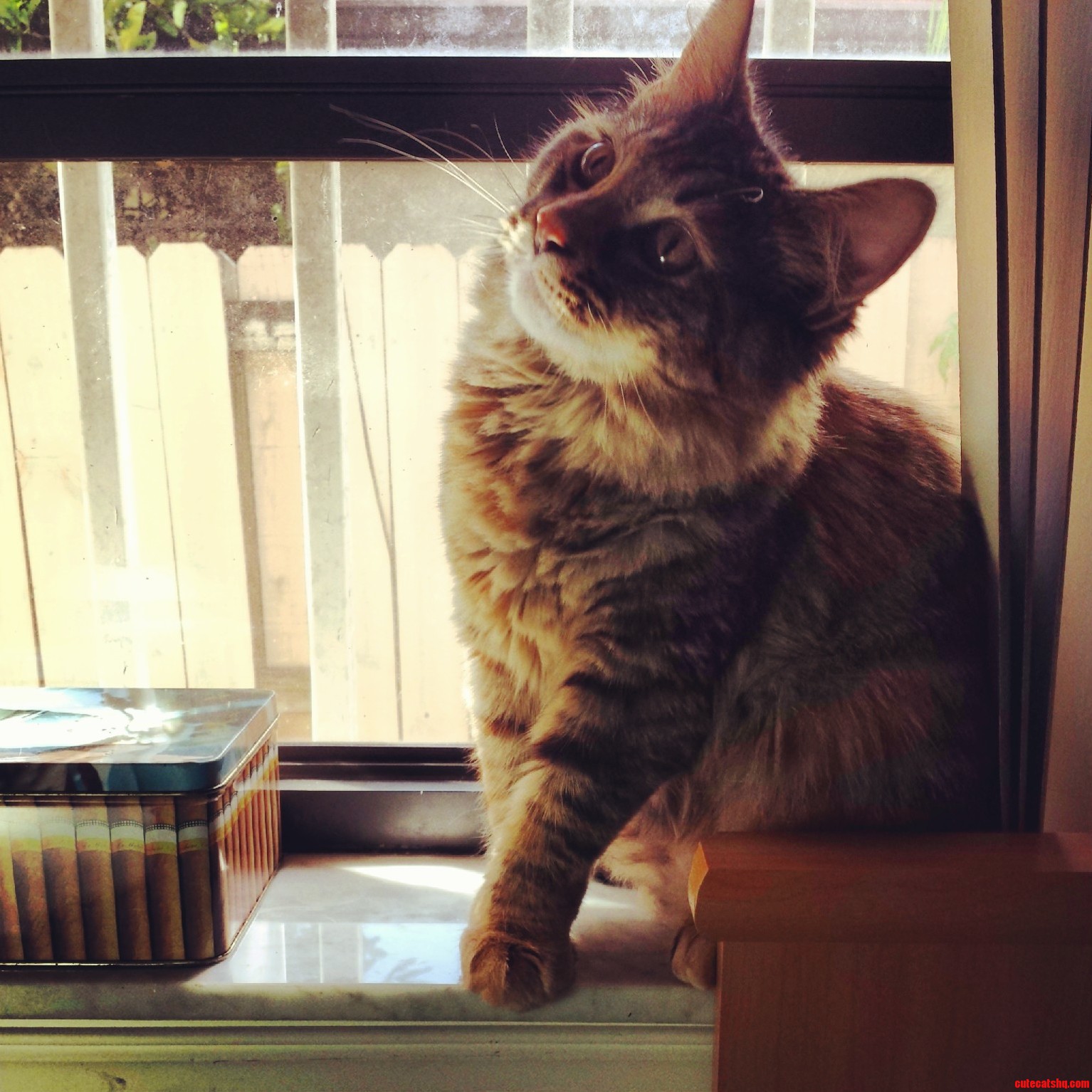 My Pretty Kitty Is Such a Classy Lady. Xpost Raww