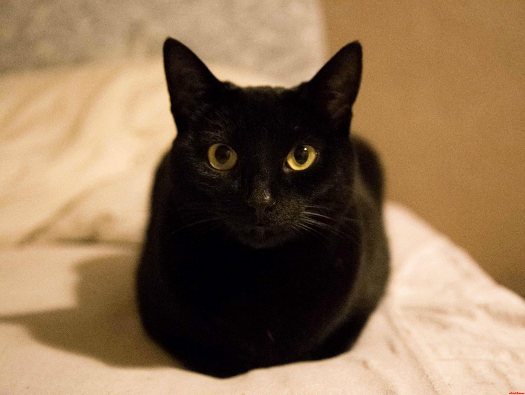 My Pretty Nelson 3