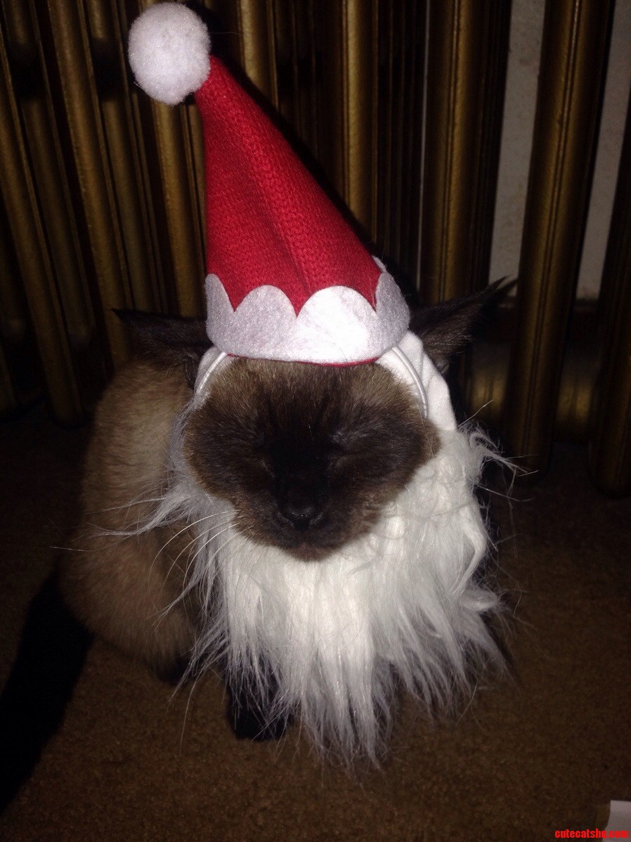 My Siamese Santa