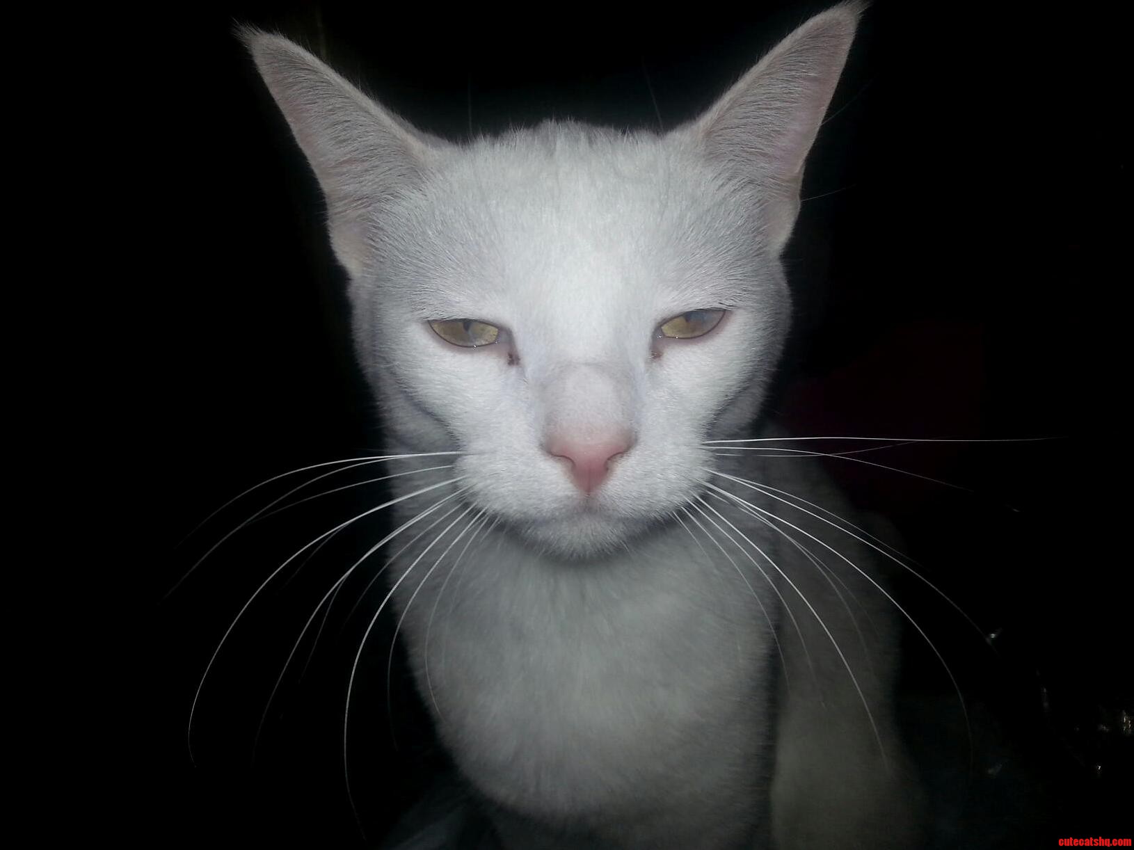 My Sisters Cat Does Not Like His Picture Taken Apparently.