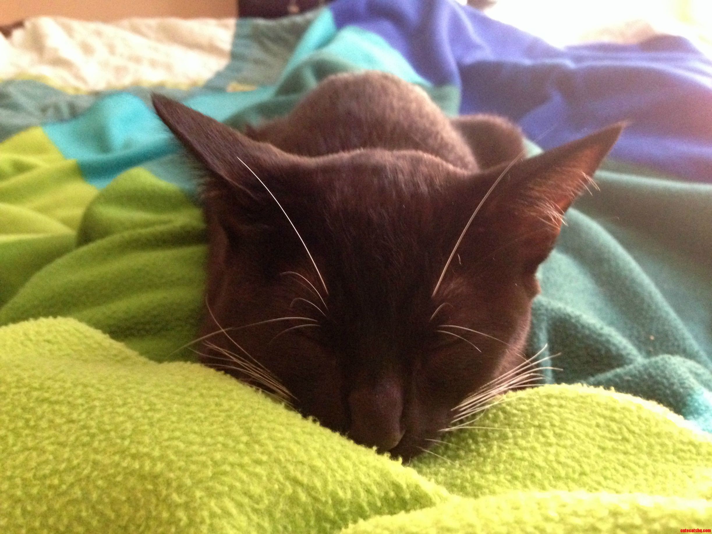My Sleepy Lola-bear on a Sunny Afternoon.