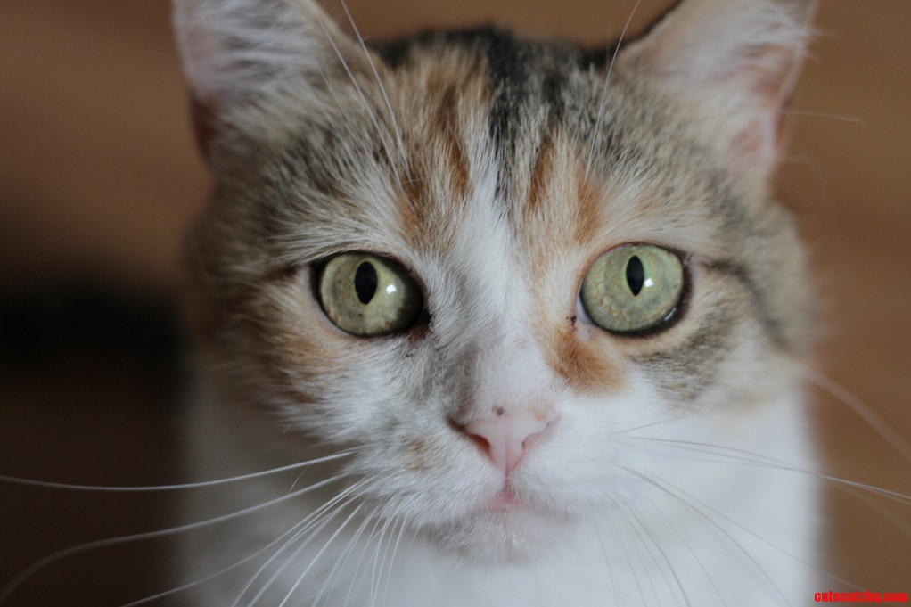 My Stray Cat Lixo.