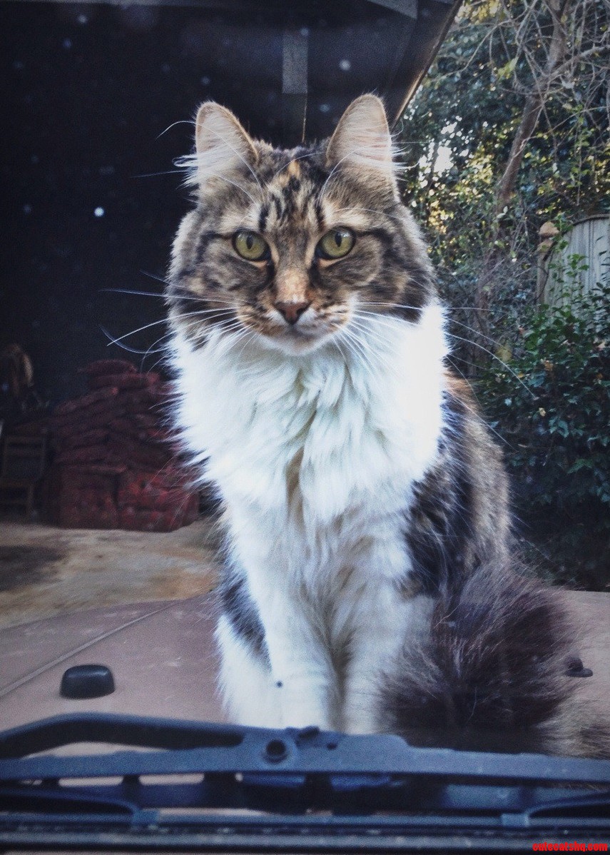 My Stunning Cat Being Stunning Per Usual