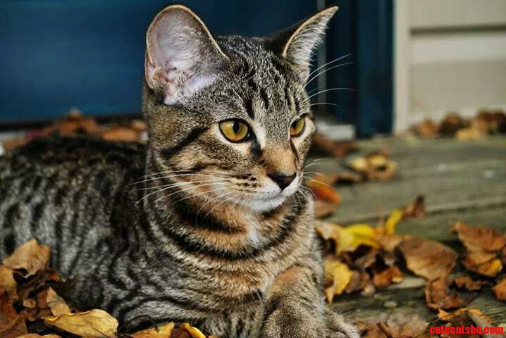 My Sweet Baby Sebastian