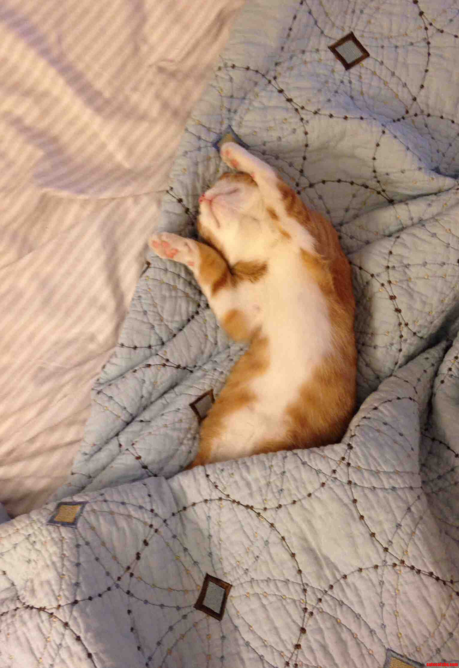 My Sweet Boy Knuckles. As a Former Stray He Is Acclimating Just Fine.