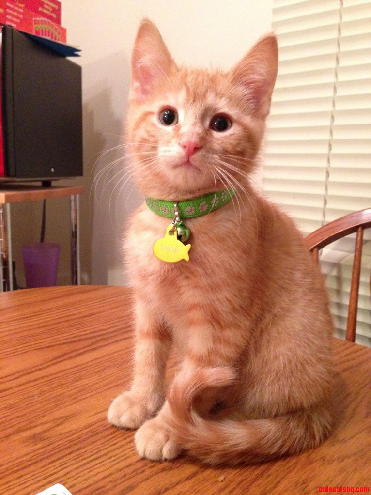 My Sweet Boy Showing Off His Collar