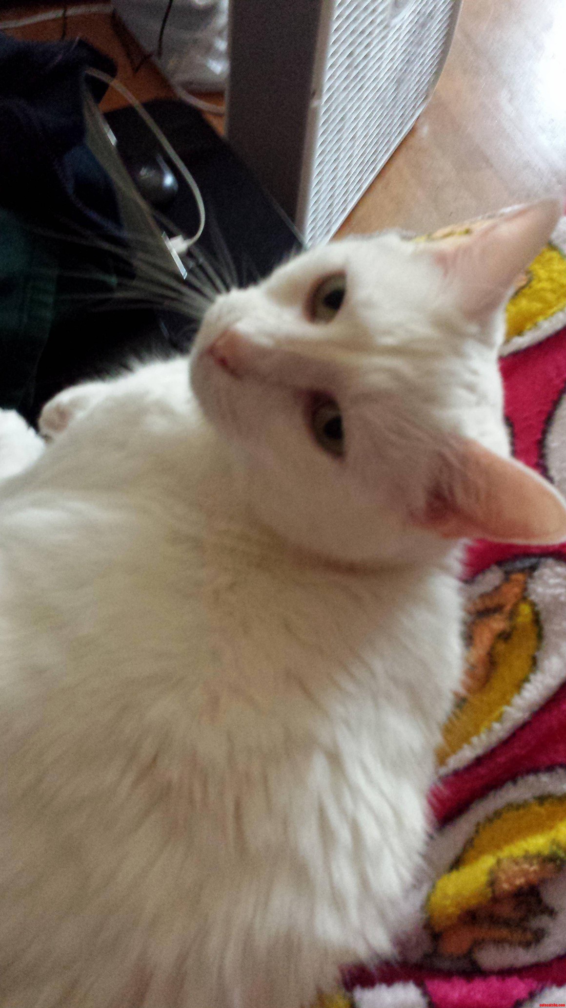 My Sweet Kitty
