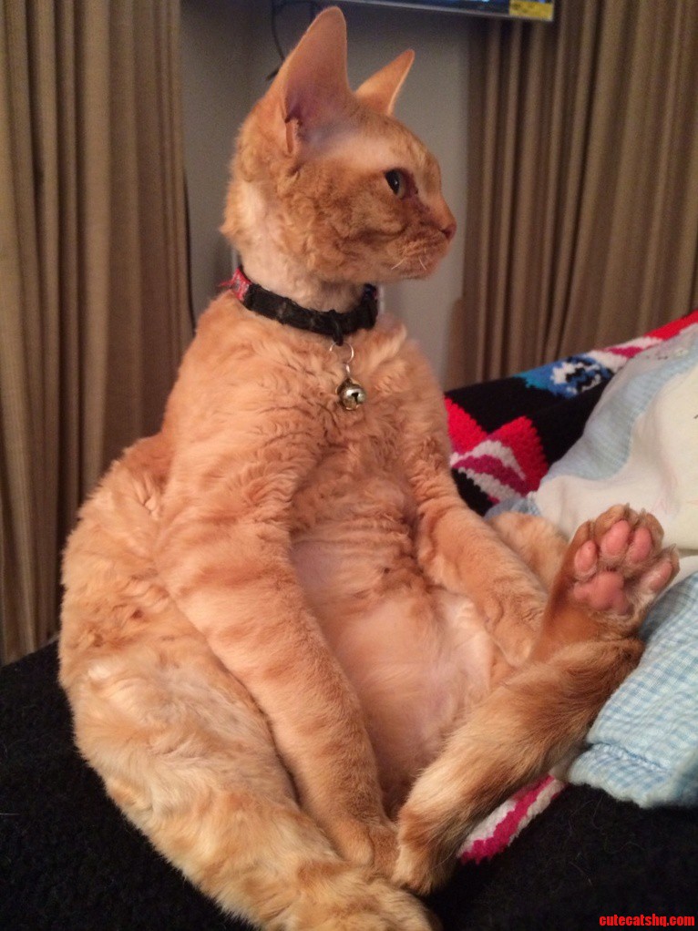 My Sweet One Eyed Kitty Willy