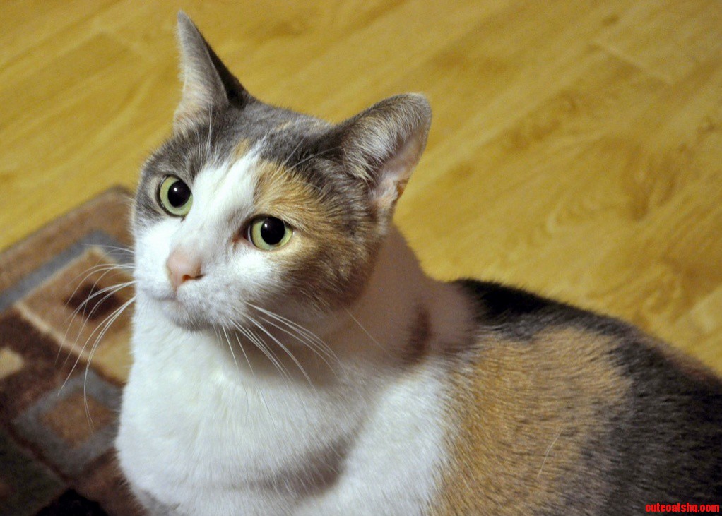 My Willamina - Velcro Cat Watch Dog