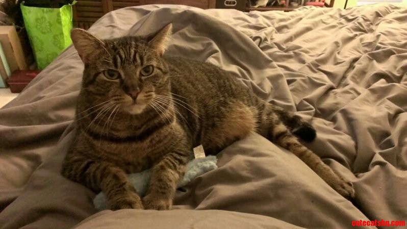 Mystery Couldnt Decide Between Plays and Lap Time So She Brought the Toy to My Lap for Both.