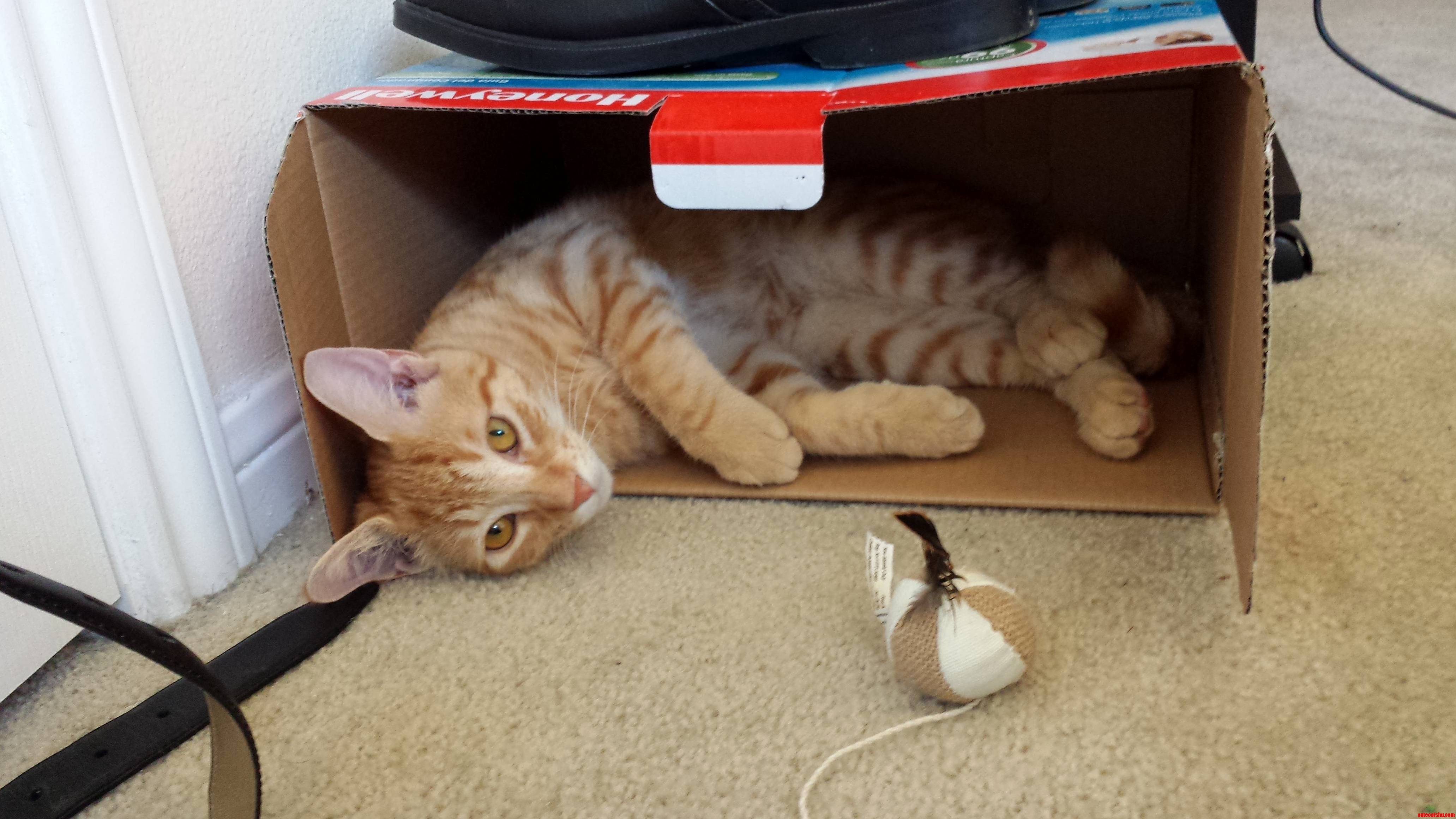 Nachos Favorite Spot for a Nap 6 Months