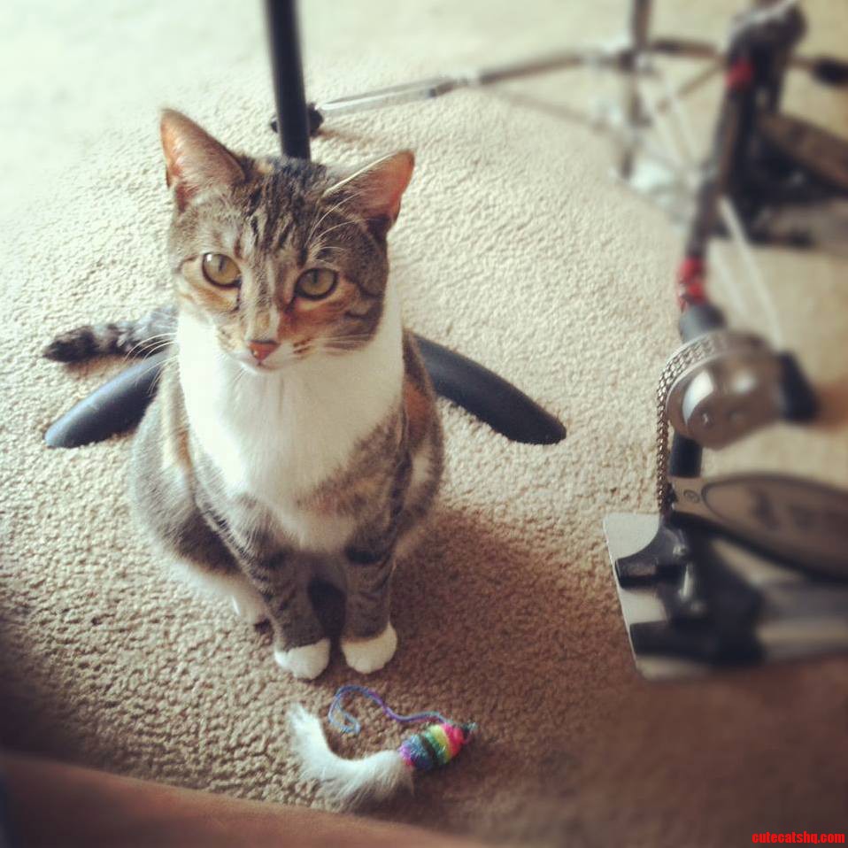 Nala Really Wants to Play Fetch