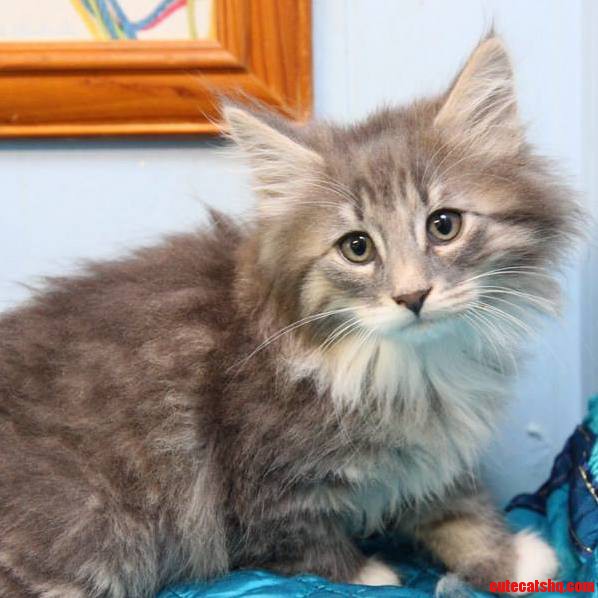 Need Some Kitten New Home Advice Help