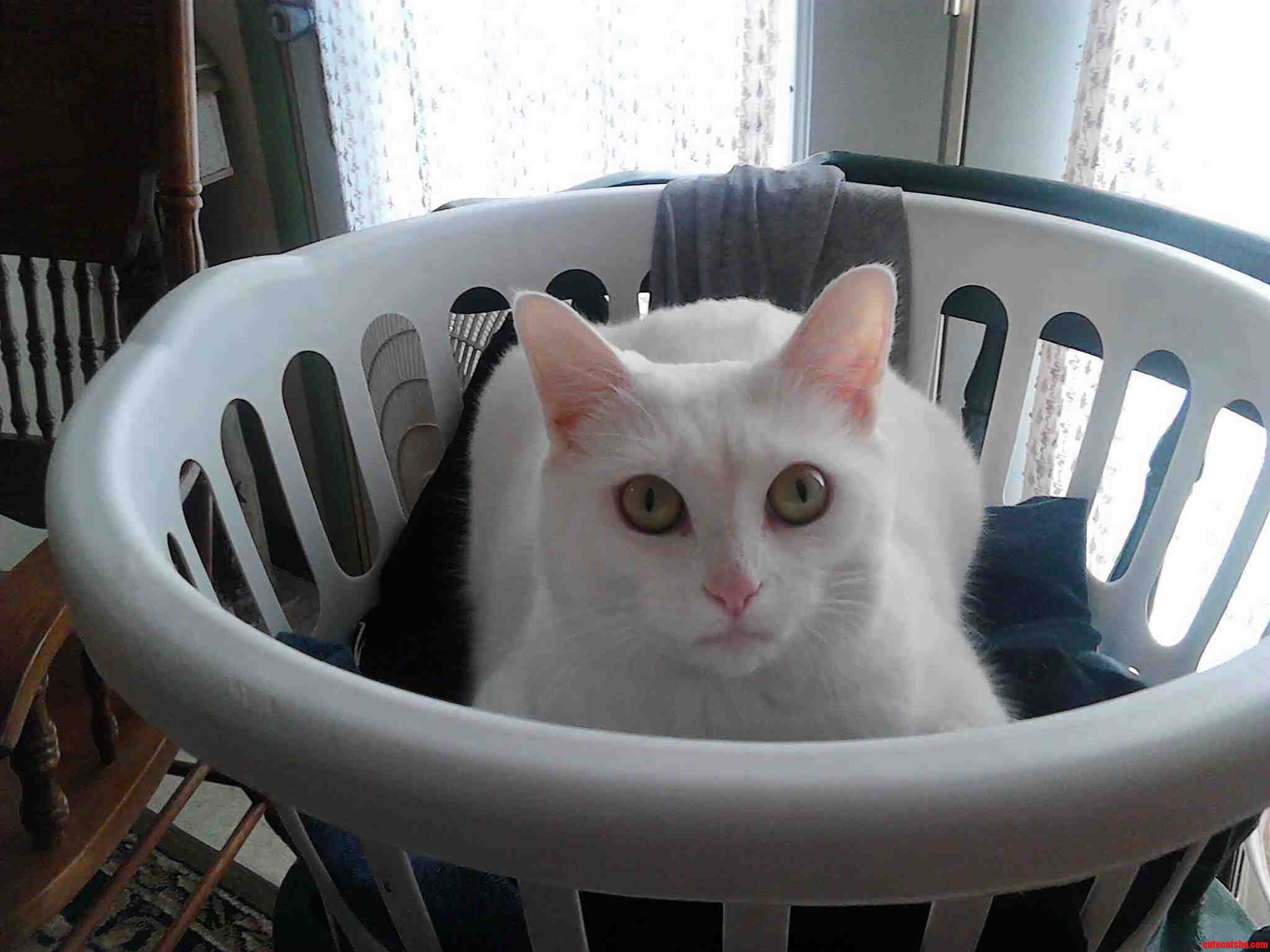 New Here. This Is Isis.