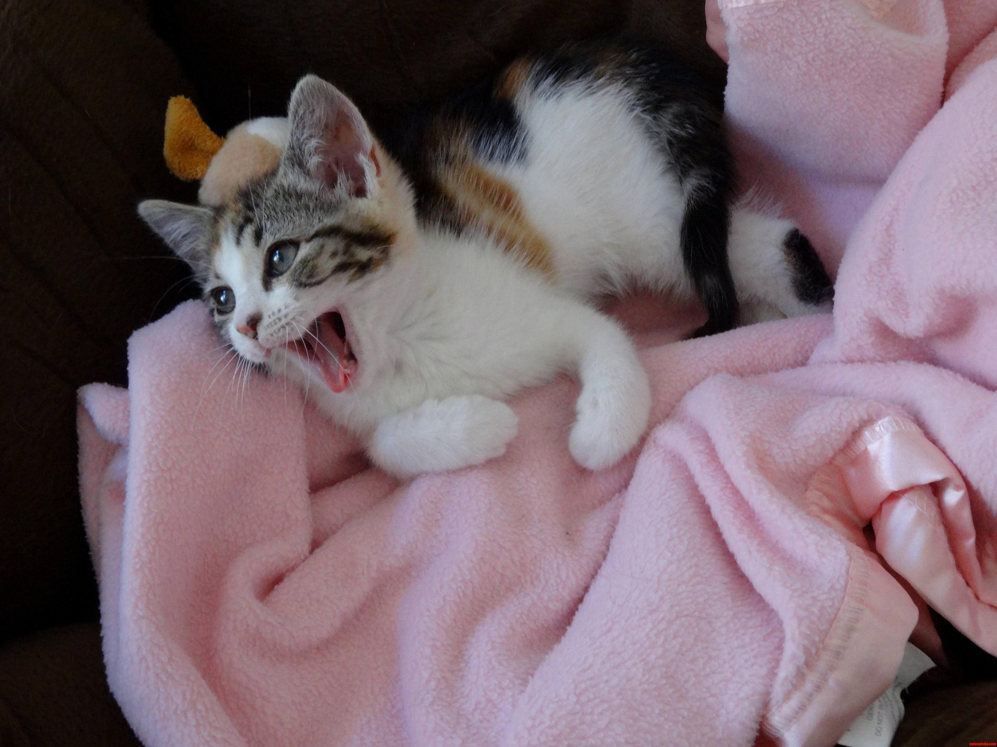 New Kitten 6 Months Old Orphan Rescued from Under My Friends House