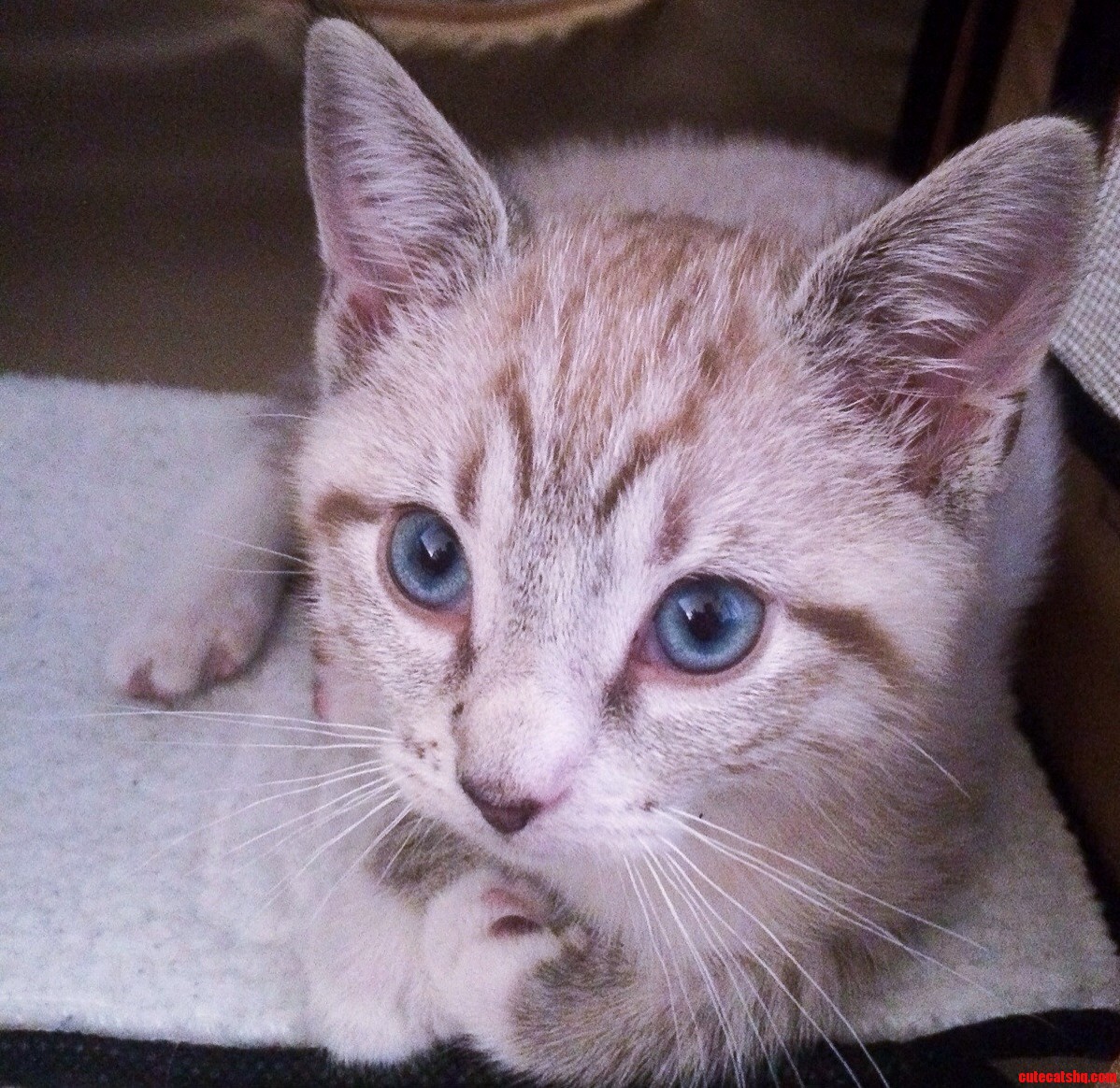 New Kitten Nala X-post Raww